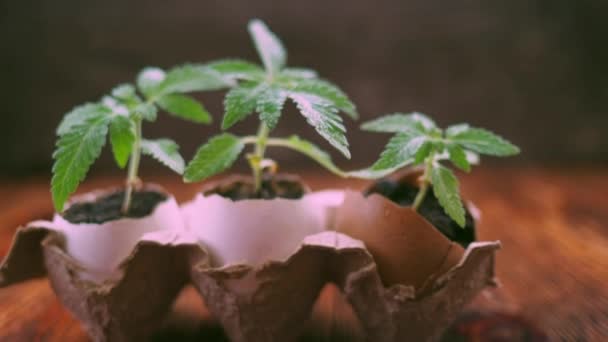 Maconha medicinal cresce a partir de uma casca de ovo em fundo de madeira. — Vídeo de Stock