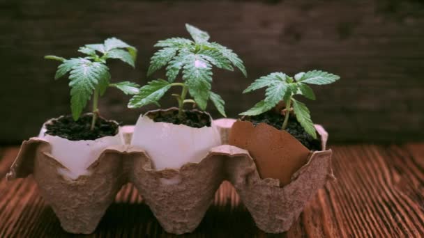 Medical marijuana grows from an egg shell on wooden background. — Stock Video