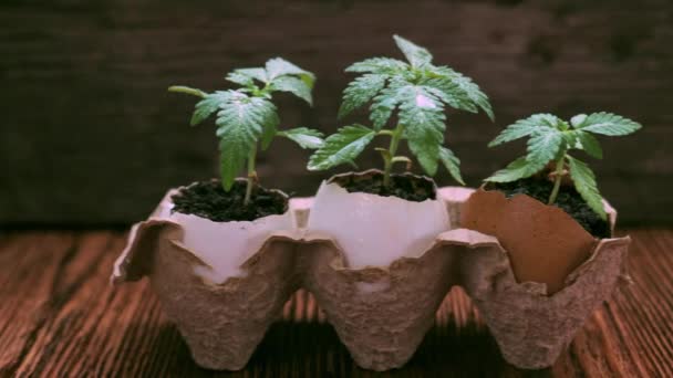 Medical marijuana grows from an egg shell on wooden background. — Stock Video