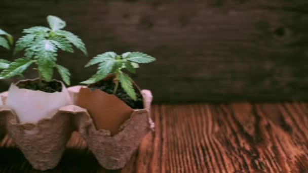 Maconha medicinal cresce a partir de uma casca de ovo em fundo de madeira. — Vídeo de Stock