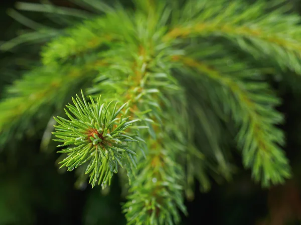 Imboschimento Giovane Germoglio Curvy Abete Rosso Conifere Piccoli Alberi Estate — Foto Stock