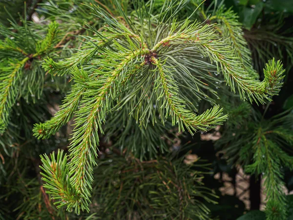 Forestación Retoño Joven Curvilíneo Abeto Conífero Árboles Pequeños Verano Orientación —  Fotos de Stock