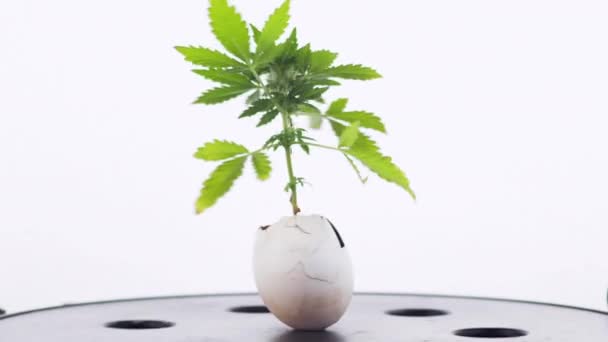 Female medical marijuana grows from an egg shell on wooden background. horizontal. revolves — Stock Video