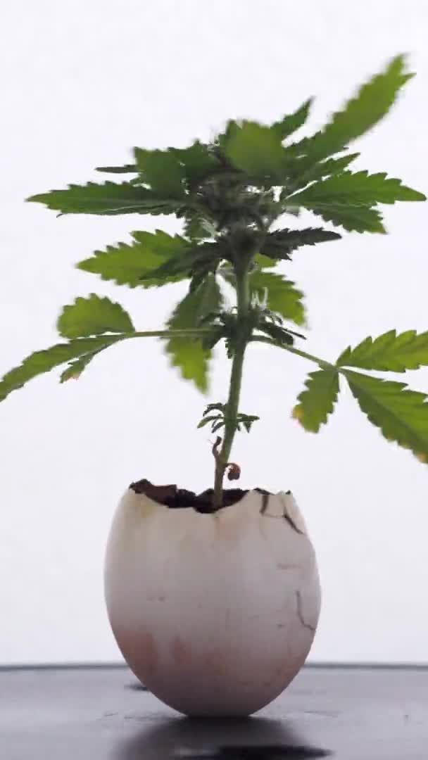 Жіноча медична марихуана росте з яєчної шкаралупи на дерев'яному фоні. Вертикально. обертання — стокове відео