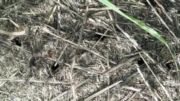 Formigas da floresta Formicidae trabalham em um formigueiro. close-up. muitos indivíduos. — Vídeo de Stock