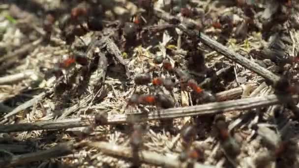 Lesní mravenci Formicidae pracují v mraveništi. detailní záběr. mnoho jednotlivců. — Stock video