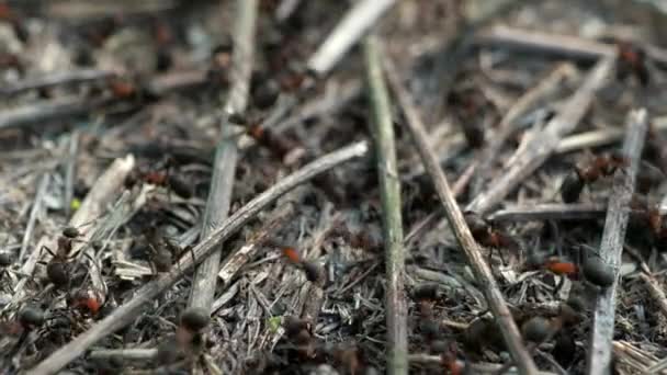 Τα μυρμήγκια του δάσους των Formicidae δουλεύουν σε μια μυρμηγκοφωλιά. Κοντινό πλάνο. πολλά άτομα. — Αρχείο Βίντεο