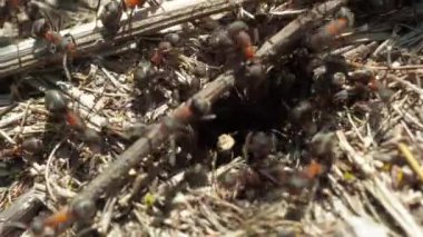 Formicidae orman karıncaları bir karınca yuvasında çalışır. Yakın plan. çok kişi.