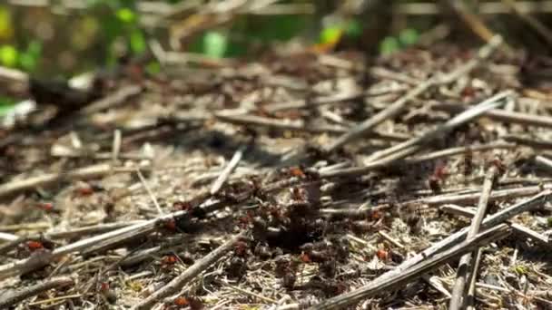 Lesní mravenci Formicidae pracují v mraveništi. detailní záběr. mnoho jednotlivců. — Stock video