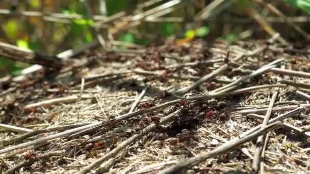 Formigas da floresta Formicidae trabalham em um formigueiro. close-up. muitos indivíduos. — Vídeo de Stock