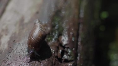 Ormandaki ıslak bir odun parçasında sürünen salyangoz.