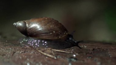 Islak bir odun parçasında sürünen bir salyangoz bir çocuğun elinden alınır.