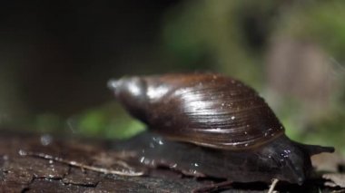 Ormandaki ıslak bir odun parçasında sürünen salyangoz.