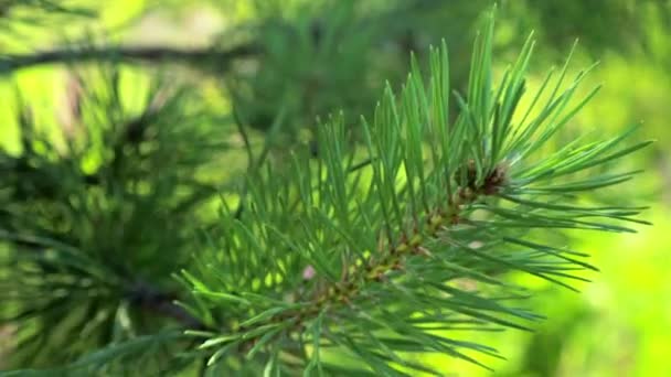 La forestación. El rebrote de abeto y pino joven creció en parcela con suelo arenoso. Árboles pequeños en verano. Verano naturaleza hierba. — Vídeo de stock