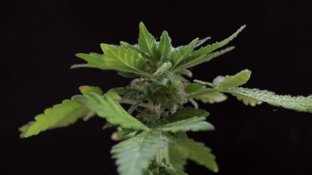 Esrarlı Saçlı Kristalli Koyu Arkaplanda Bitki Yaprağı Olan Birinci Sınıf — Stok video
