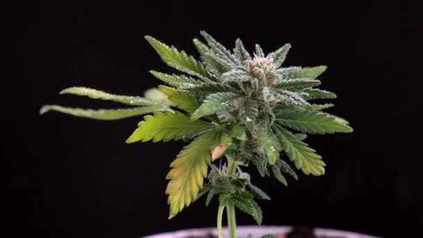 Inyección Macro Marihuana Medicinal Premium Bud Hairs Crystals Hoja Planta — Vídeo de stock