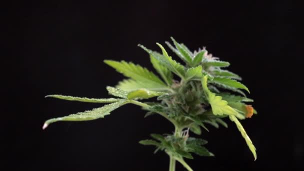 西洋参药用大麻 大麻芽 水晶和植物叶子的宏观照片 背景黑暗 — 图库视频影像