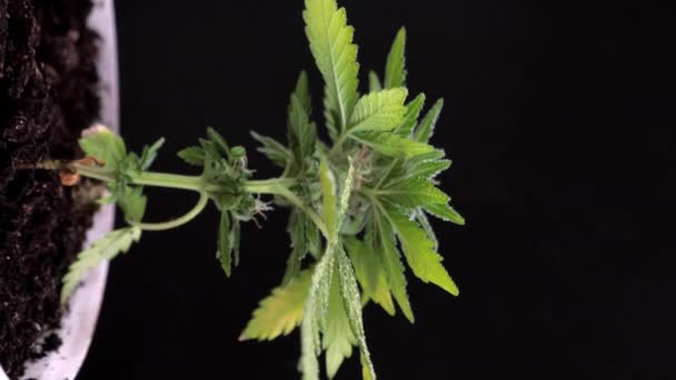 Esrarlı Saçlı Kristalli Koyu Arkaplanda Bitki Yaprağı Olan Birinci Sınıf — Stok video