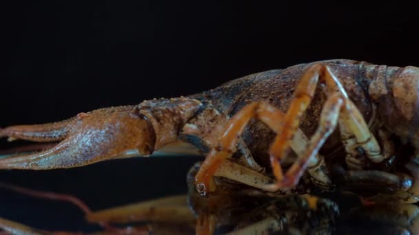 Boiled Crayfish Lies Natural Slate Platter Russian Cuisine Polish Cuisine — Stock Video