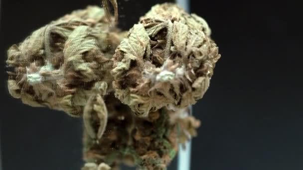 Trevlig Torr Medicinsk Cannabis Knopp Rottating Sömlös Loop Mörk Bakgrund — Stockvideo