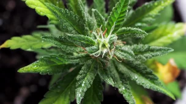 緑の若い医療大麻の女性の植物の葉は 風の近くの植物マリファナで自然に発達します健康と幸福緑の大麻 水平だ 土壌を回転させます 最上階だ — ストック動画