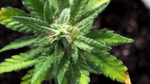 Cannabis Medicinal Jovem Verde Folha Planta Feminina Desenvolve Vento Close — Vídeo de Stock