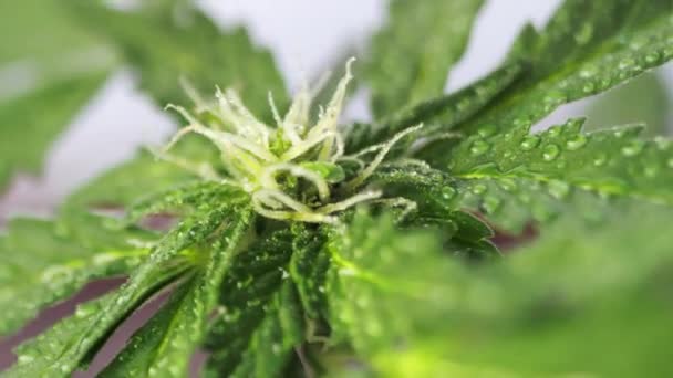 Groene Jonge Medicinale Cannabis Vrouwelijke Plant Blad Ontwikkelt Wind Close — Stockvideo