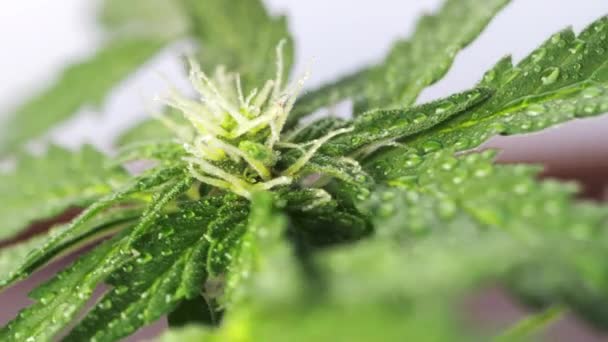 Green Giovane Cannabis Medica Foglia Pianta Femminile Sviluppa Nel Vento — Video Stock
