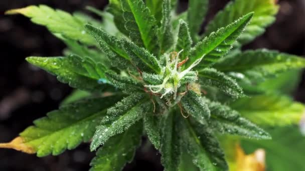 緑の若い医療大麻の女性の植物の葉は 風の近くの植物マリファナで自然に発達します健康と幸福緑の大麻 水平だ 土壌を回転させます 最上階だ — ストック動画