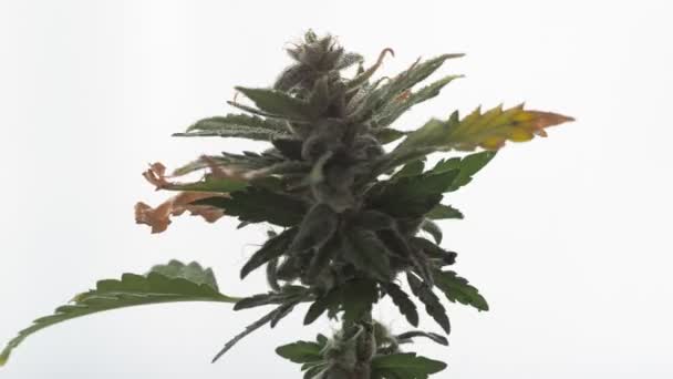 Macro shot de cannabis médical Premium Marijuana Bud avec des poils et des cristaux et des feuilles de plantes sur fond blanc. rotation. — Video