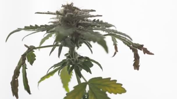 Macro shot of Premium medicinal cannabis Marijuana Bud With Hairs And Crystals and plant leaf on white background. rotação. — Vídeo de Stock