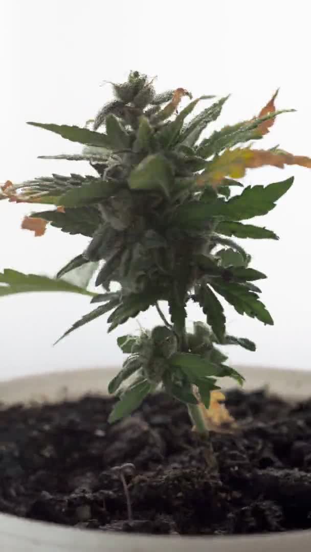 Macro shot de cannabis médical Premium Marijuana Bud avec des poils et des cristaux et des feuilles de plantes sur fond blanc. rotation. — Video