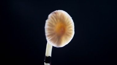 Meksika sihirli mantarı psilosibe cubensis 'dir, ana aktif elementleri psilosibin ve psilosin-çeşit Meksika Psilocybe Cubensis' tir..