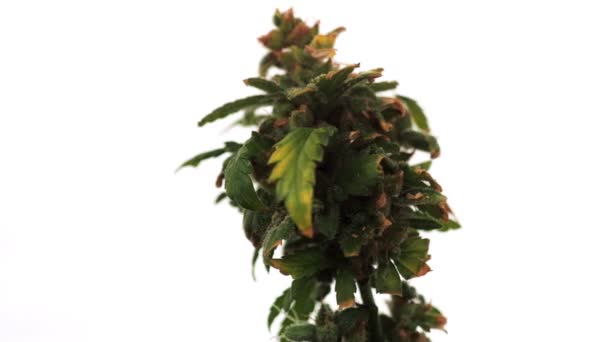 Makroaufnahme von Premium medizinischem Cannabis Marihuana Knospe mit Haaren und Kristallen und Pflanzenblatt auf weißem Hintergrund. rotation. — Stockvideo