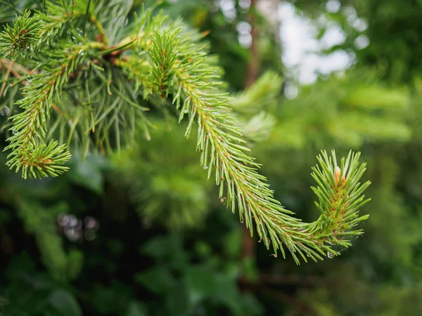 Imboschimento Giovane Germoglio Curvy Abete Rosso Conifere Piccoli Alberi Estate — Foto Stock