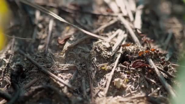 Grupa Owadów Mrówki Leśne Formica Rufa Pracujące Zbliżeniu Mrowiska — Wideo stockowe