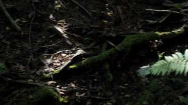 Ormandaki bir ağacın kalıntıları. Yeşil yosunlarla kaplı kuru ağaç gövdesi. Orman manzarası. 4k