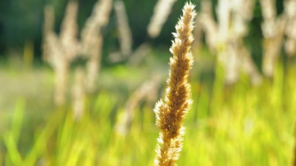 Grama Seca Vento Raios Sol Wild Grass Sway Wind Nature — Vídeo de Stock