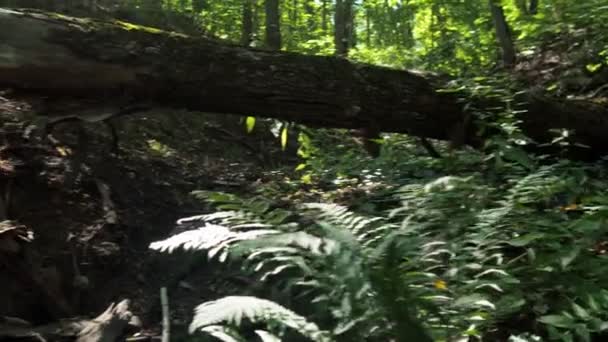 Los Restos Árbol Bosque Árbol Seco Suelo Cubierto Musgo Verde — Vídeo de stock