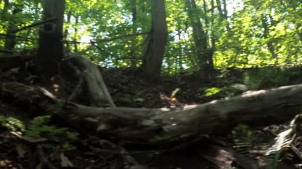 森林里的一棵树的残骸 干树干在地面上覆盖着绿色苔藓 森林景观 — 图库视频影像