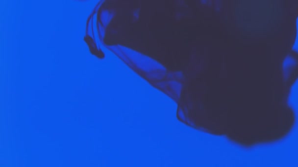 蓝色和黑色的彩绘油墨滴在带有复制空间的水视频中 墨水云在水下旋转 — 图库视频影像
