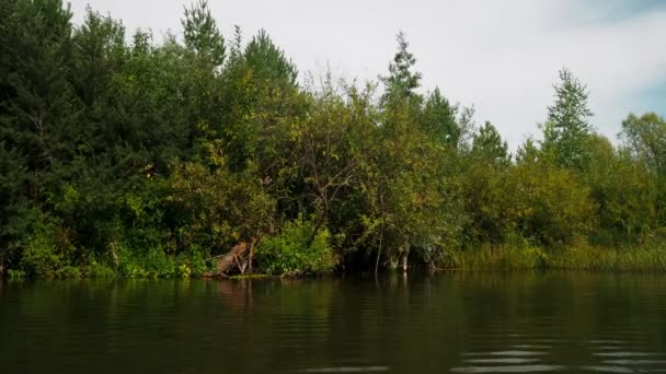 Flod Sommaren Återspegling Träd Vattnet Panorama Från Vattnet Sommarens Flodlandskap — Stockvideo