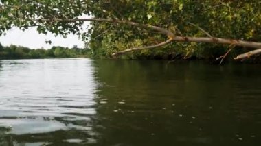 Yazın nehir. Sudaki ağaçların yansıması. Sudan gelen panorama. Yaz nehri manzarası. 4k