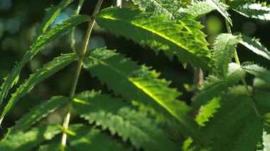 Yazın rüzgârda savrulan Rowan yaprağı. yakın plan.