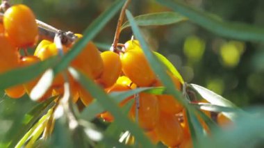 Deniz dikenli çalı koleksiyonu. Çalılıklarda Buckthorn çilekleri. Büyük sarı deniz dikenli meyveler. Olgunlaşmış deniz dikenleri hasat ediliyor..