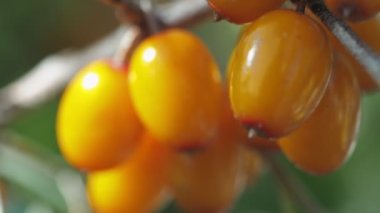 Deniz dikenli çalı koleksiyonu. Çalılıklarda Buckthorn çilekleri. Büyük sarı deniz dikenli meyveler. Olgunlaşmış deniz dikenleri hasat ediliyor..