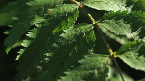 Φύλλα κουκουβάγιας το καλοκαίρι στον άνεμο. κοντινό πλάνο. — Αρχείο Βίντεο