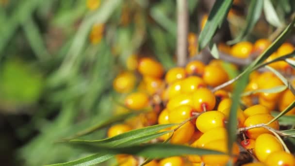 Collection of Sea buckthorn bush. Buckthorn berries on the bush. big yellow sea-buckthorn berries. Ripe sea-buckthorn Harvesting. — Stock Video