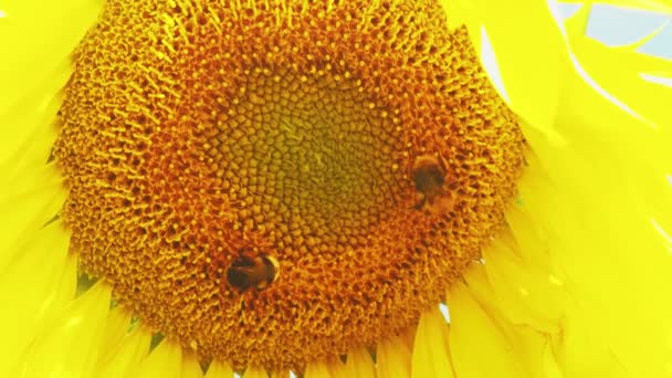 Humlan arbetar och samlar pollen från solrosor på fältet. Solrosfält. Solrosen svajar i vinden. — Stockvideo