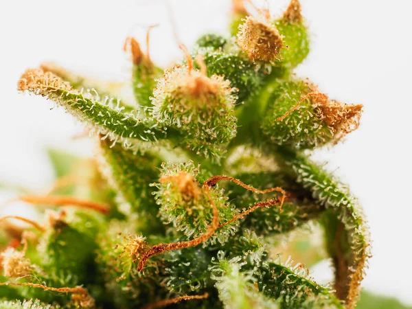 Makró Lövés Prémium Orvosi Cannabis Marihuána Bud Hajjal Kristályok Növényi — Stock Fotó